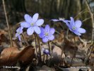 Leberblümchen