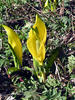 Lysichiton americanus