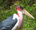 Marabu