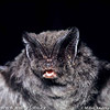 Mopsfledermaus