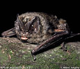 Mopsfledermaus