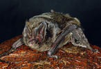 Mopsfledermaus