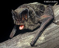 Mopsfledermaus