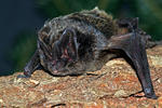 Mopsfledermaus