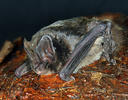 Mopsfledermaus