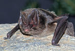 Mopsfledermaus