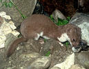 Mustela nivalis