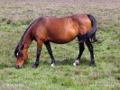 National Park New Forest