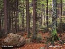 Nationalpark Bayerischer Wald