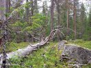 Nationalpark Björnlandet