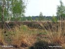 Nationalpark De Loonse en Drunense Duinen