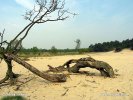 Nationalpark De Loonse en Drunense Duinen