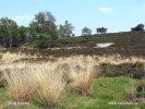 Nationalpark De Maasduinen