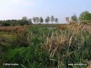 Nationalpark Drents-Friese Wold