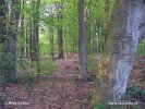 Nationalpark Drents-Friese Wold