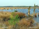 Nationalpark Dwingelderweld