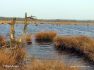 Nationalpark Dwingelderweld