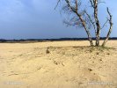 Nationalpark Hoge Veluwe