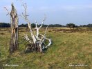 Nationalpark Hoge Veluwe