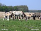 Nationalpark Lauwersmeer