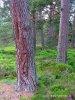 Nationalpark Loch Cairngorms