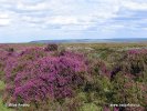 Nationalpark North York Moors