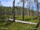 Nationalpark Pyhä-Häki