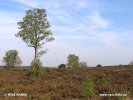 Nationalpark Sallandse Heuvelrug