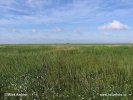 Nationalpark Schleswig-Holsteinisches Wattenmeer