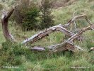 Nationalpark Zuid-Kenemerland