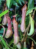 Nepenthes alata