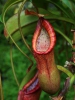 Nepenthes petiolata