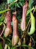 Nepenthes petiolata