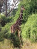 Netzgiraffe