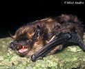 Nordfledermaus