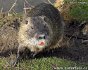 Nutria, Sumpfbiber