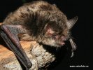 Nymphenfledermaus