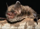 Nymphenfledermaus