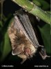 Nymphenfledermaus