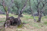 Olea europaea