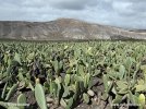 Opuntia plantage