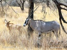 Ostafrikanische Oryx, Beisa-Antilope