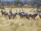 Ostafrikanische Oryx, Beisa-Antilope