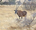 Ostafrikanische Oryx, Beisa-Antilope