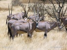 Ostafrikanische Oryx, Beisa-Antilope