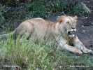 Panthera leo