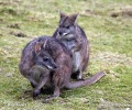 Parmawallaby, Parmakänguru