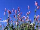 Persicaria bistorta, syn. Bistorta major