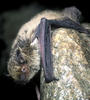 Pipistrellus kuhlii