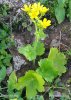 Ranunculus cortusifolius